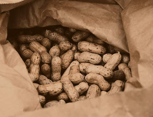 bag of freshly harvested peanuts
